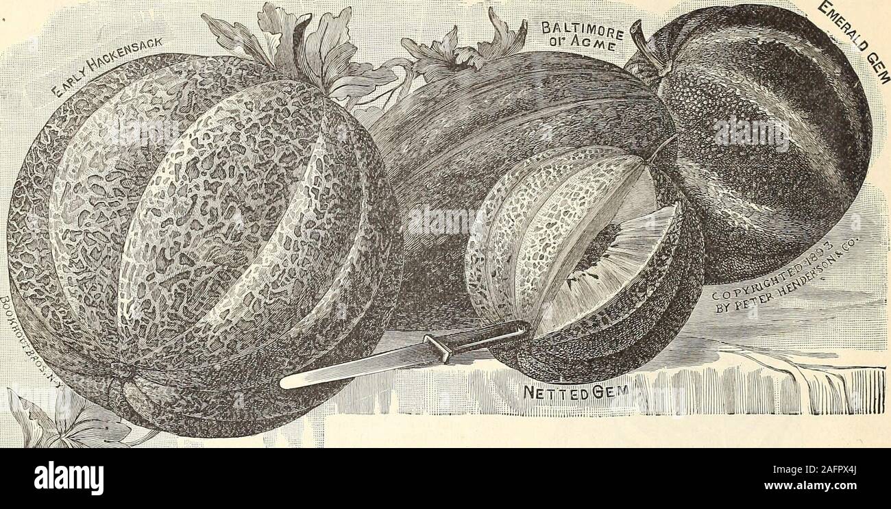 . Manual of everything for the garden : 1894. Copyrighted, 1890, by Peter Henderson & Co. HE BANQUET MUSK MELON. FOR GENERAL LIST OF MUSK MELONS, SEE NEXT PAGE. 36 PETE** HEriDE^SOfl 8t CO., JSlEW YOf^.— VEGETRBLtE SEEDS.. S^:.. MELON, ••• MUSK. German, Melone.—French, Melon.—Spanish, Melon. 1 oz. for 60 hills; 2 to 3 lbs. in hills for an acre. Melons thrive best in a moderately enriched light soil; the hills should be from three to six feet apart each way, according to the rich-ness of the soil. If soil is poor or sandy, plant at four feet. Previous to planting, incorporate well with the soil Stock Photo