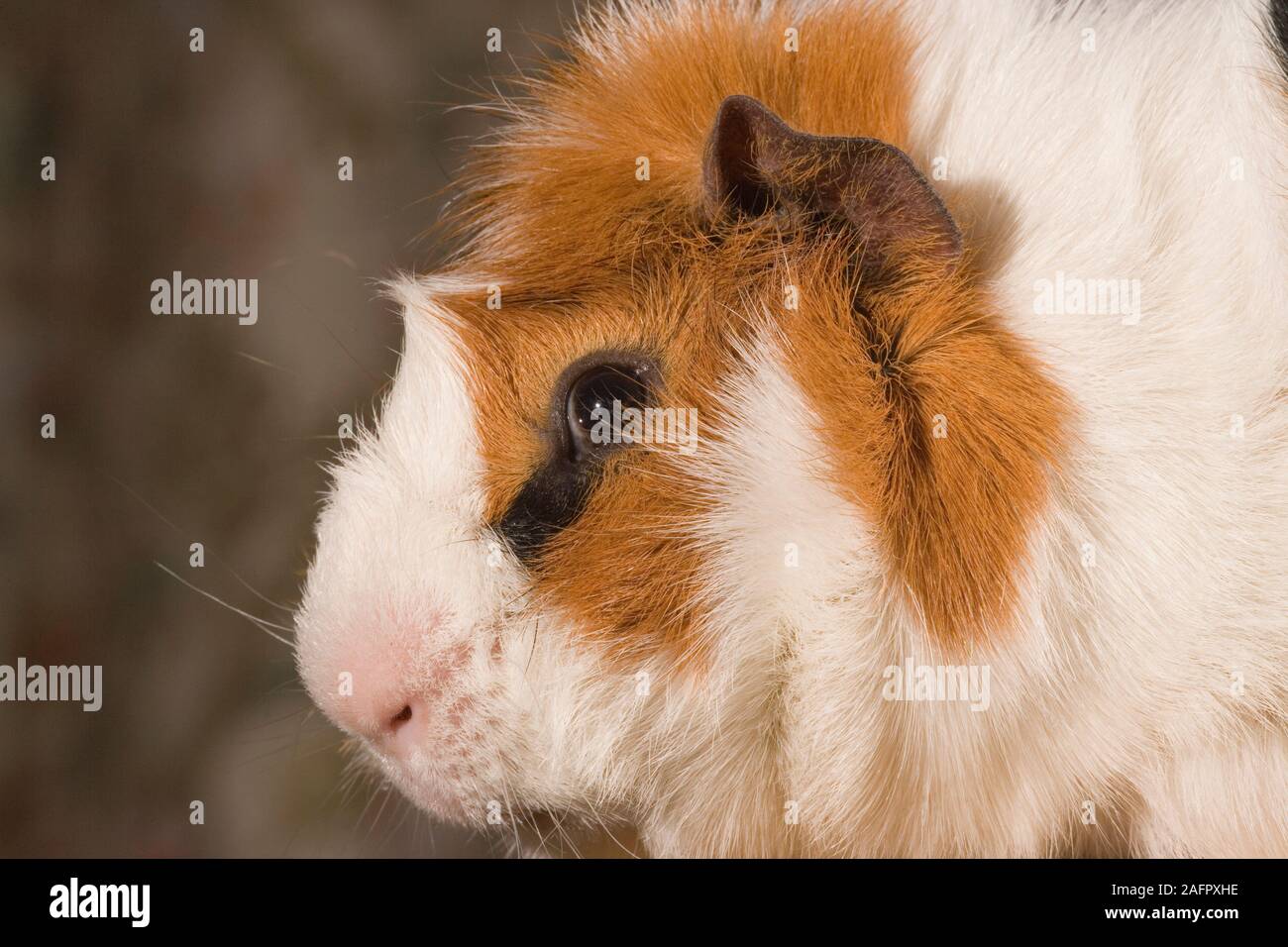 TRI-COLOURED ABYSSINIAN GUINEA PIG (Cavia porcellus).  Domestic pet. Exhibition. Stock Photo