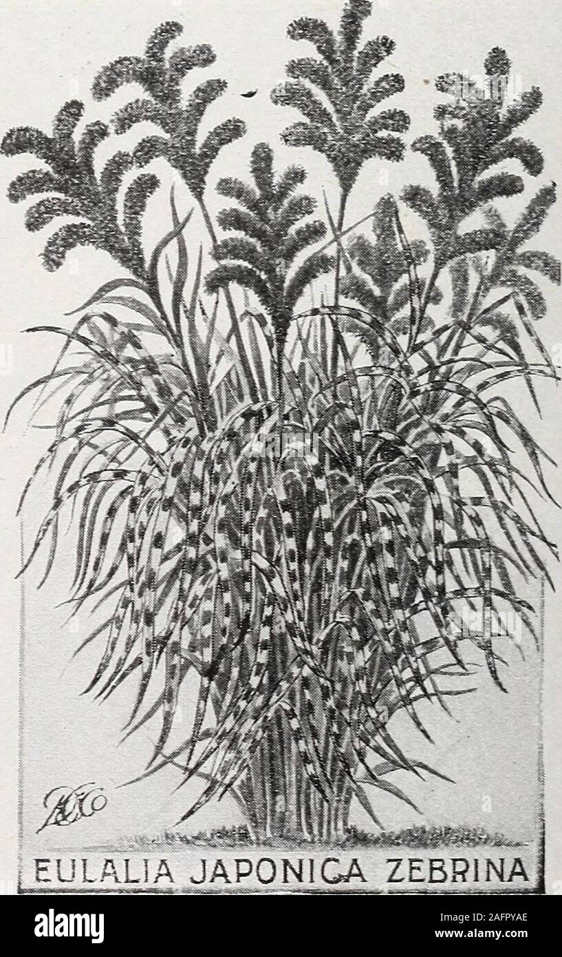 . Dingee guide to rose culture. sses For ornamental purposes these grasses are strikingly origin-al in effect and impart a tropical brilliance to the land-scape. The plumes which these grasses produce are beautifulfor interior decoration. Prices of all Eulalias and Erianthus described below, 20ceach; 50c for 3; large clumps, 35c each; $1.00 for 3, byexpress. Eulalia Gracillima Univittata—Forms an exceedingly hand-some plant. 4 to 5 feet high. E Japonica Zebrina—The leaf blades are of deep green, dis-tinctly striped crosswise with large bars of pure white. E. Japonica Va-riegata—Blades are ere Stock Photo