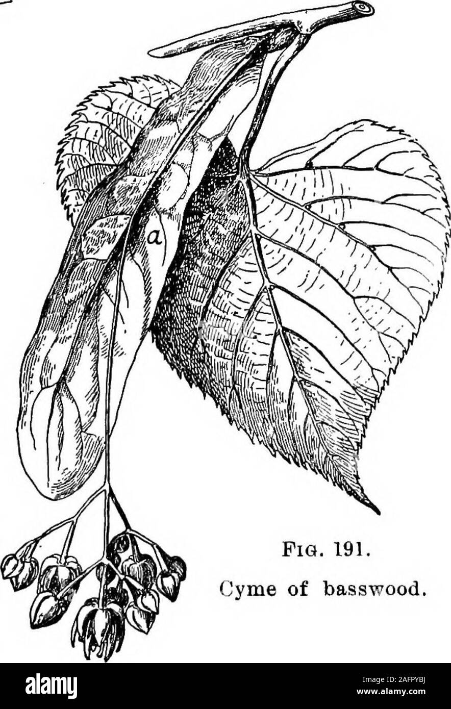 . Lessons with plants. Suggestions for seeing and interpreting some of the common forms of vegetation. nearly simultaneously, and,sometimes the central floweris late; but the delay ofthe central flower is prob-ably the result of thestruggle for existence,for in dense and flat-. PlQ. 191. Cyme of basswood. Fig. 190.Kaoemose panicle of buckwheat. topped clusters the out-ermost flowers musthave the greatest ad-vantage. This suppres-sion or delay of theinside flowers often goes so far that the cluster is said to be cor-ymbose-cymose. 224. If the cymes were much branched, orcompound, then the outer Stock Photo