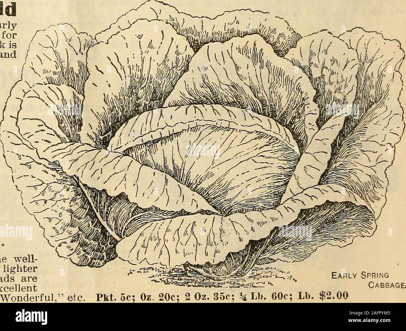 . Seed annual 1903. y. Sold also as Earliest of All, Wonderful, A strain of Wakefield in which theplant is larger and a little later, the Large nfakeiielCl pointed, on account ofthe fine, solid heads of this variety it is deservedly verypopular with market gardeners and shippers to followthe Jersey Wakefield. Pkt. 5c; Oz. 26c; 2 Oz. 40c;h Lb. 76c; Lb. $2.50 Psit^lv &lt;^fllt^in& ^^ exceedingly early flatEdriJ 9prilEg headed variety. A wonder-fully compact plant, with few outer leaves, so that agreat number of fine, solid heads can be produced on anacre. Although it does not come to full maturi Stock Photo