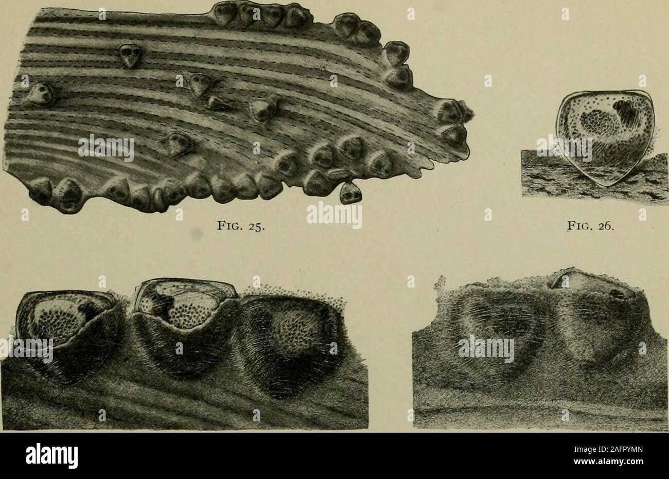 Mussels Diffusion . Studies on the reproduction and artificial propagation of fresh-water ...