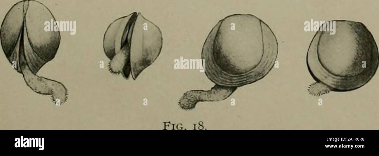 . Studies on the reproduction and artificial propagation of freshwater