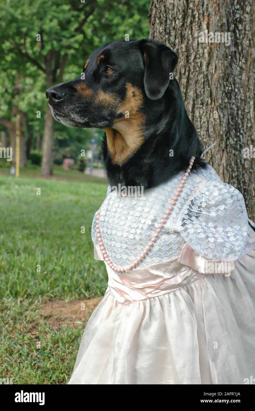 dog dress black ZZ Black & Lace Dog Dress Maxine Avenue NYC