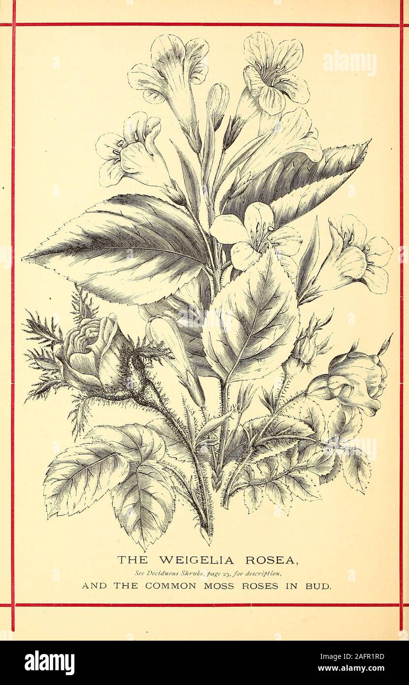 . Illustrated descriptive catalogue of ornamental trees, shrubs, roses, flowering plants, bulbs, etc. / cultivated and for sale at the Genesee Valley Nurseries.. pike of flowers but color. Exterior lilac, and interior violet; distinct. $1.James Booth.—Entirely new and rare. $1.Triomphe DOrleans.—Entirely new and rare. $1.The varieties ot the Lilac have been greatly multiplied and improved of late, so thatnow they embrace every shade, from pure white to a brilliant purple. Their heavy, deepgreen foliage, fragrant and abundant flowers, and perfect hardiness, render them worthya place in the smal Stock Photo