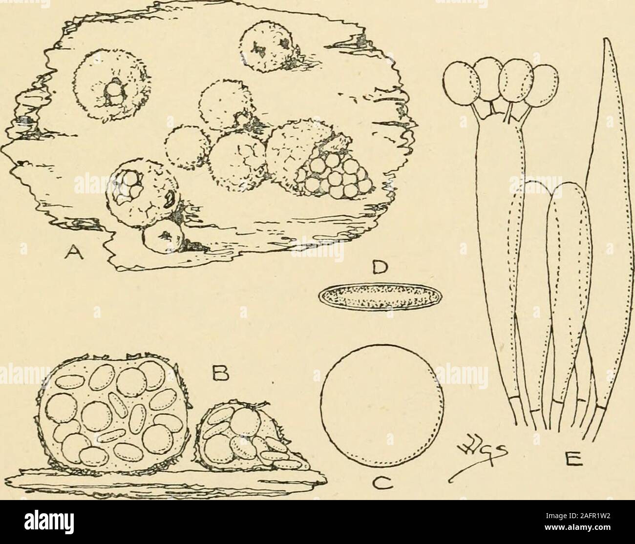 . Synopsis of the British Basidiomycetes ; a descriptive catalogue of the drawings and specimens in the Department of botany, British museum. d mature examples.X 3. c, peridiolum; d, section of ditto. X 12. e, basidia and spores. X 660. 1, peridium;2, epiphragm ; 3, peridiola ; 4, funiculus ; 5, hymenial layer lining peridiolum. Crucibuluvi NIDULARIACEiE 483 the apex as a flat epiphragm. Peridiola numerous, attached to theinner wall of the peridium by a long cord which originates from adepression in a central nipple-like tubercle on the under side of theperidiolum. (Fig. 136.) 2092. C. vulgare Stock Photo