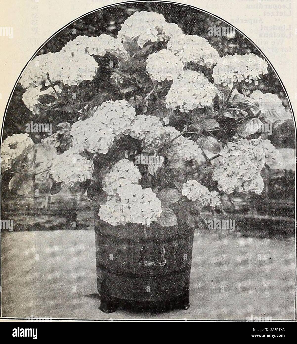 . Dreer's wholesale price list : seeds for florists plants for florists bulbs for florists vegetable seeds, fungicides, fertilizers, insecticides implements, sundries, etc. per rose-magenta with white base. Mrs. E. Q. Hill. Beautiful salmon ; a fine large flower. Nuit Poitevine. A beautiful rose-purple, lower petalsfeathered rich scarlet; fine habit. Paul Crampbell. A brilliant scarlet bedder. Pamela. Large, white centre, shading to rosy-lake, and bold outermargin of violet-crimson. Snowdrop. The finest white, single bedder. Sycamore. A particularly striking, bright, clear salmon-pink.Strong 2 Stock Photo