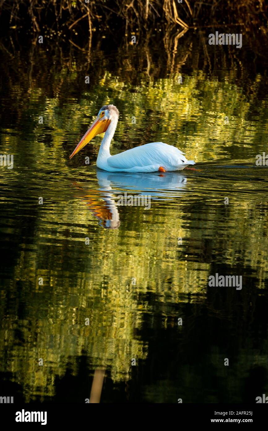 MAY 26 2019, IRRIGON OREGON, USA Irrigon Hatchery and Nature Sanctuary on Columbia River