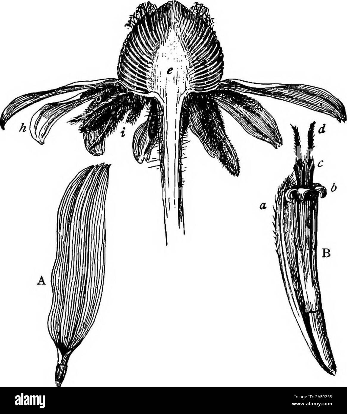 Ever bloom Black and White Stock Photos & Images - Alamy