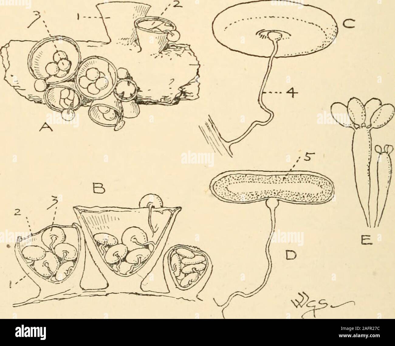 . Synopsis of the British Basidiomycetes ; a descriptive catalogue of the drawings and specimens in the Department of botany, British museum. riate and shining lead-colour within, hirto-tomentose and ferruginous without. Peri.subcircular, biconvex, lead-colour. Fun. whitish, containinga long filiform appendage within. Springing from coarsebrown Myc.Fasciculate. Fields, woods, gardens, decaying twigs, wood, old willow, fir- cones, coco-nut fibre. Feb.-Nov. in. 2091. C. vernieosus DC. (from the silky-shining outer surface of the peridium; vernieosus, shiny as though varnished) a b e. Campanulate Stock Photo