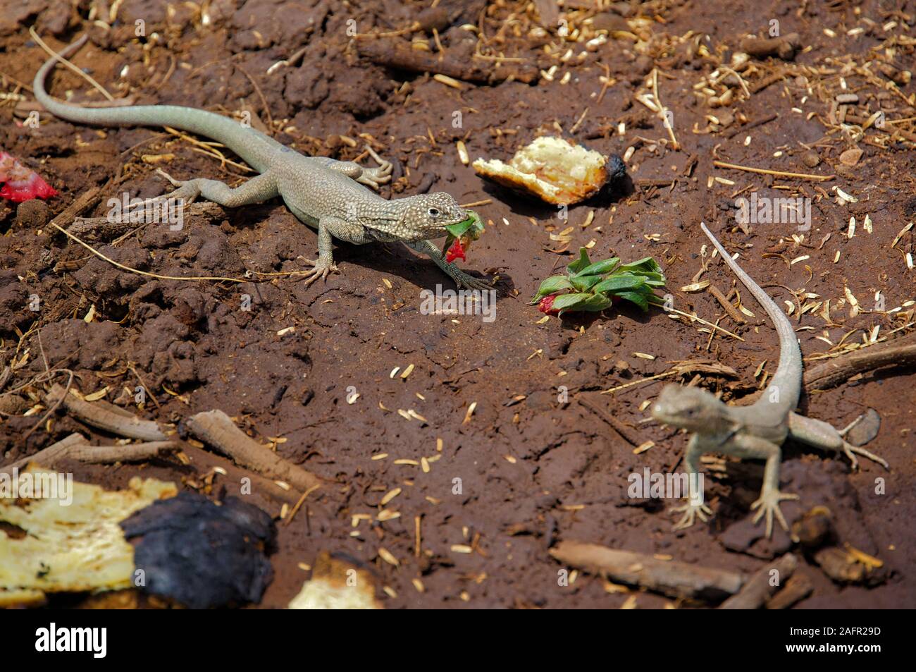 Lizards battling for strawberry in the desert Stock Photo Alamy