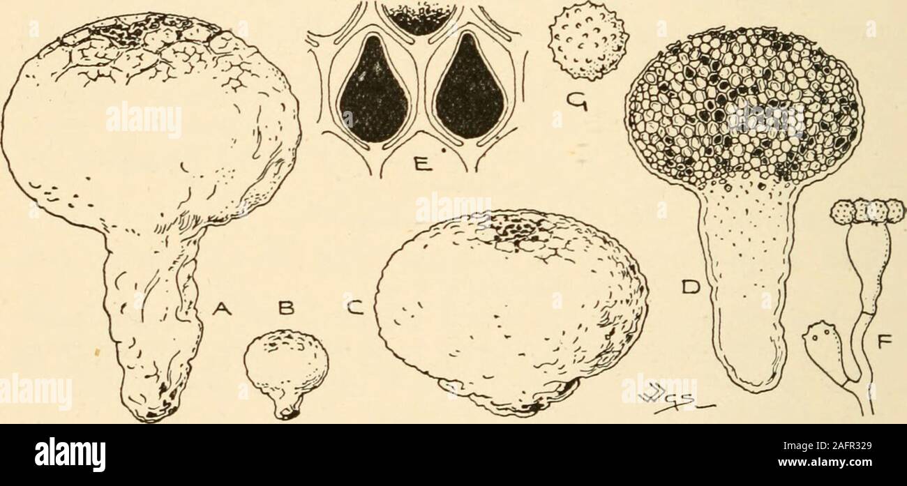 . Synopsis of the British Basidiomycetes ; a descriptive catalogue of the drawings and specimens in the Department of botany, British museum. B. ovalispora Cooke & Mass. (from the oval spores) a b.Subglobose. Cor. very thin, subpersistent towards base, whitish or ochreous, inner layer thin, flaccid, smooth, dull lead-colour, dehiscing by an irregular stoma. Cap. and Spores brown. On the ground. Diam. 2 in. Formerly included with 2078 and 2079, butdiffering in the oval spores and thinner cortex. 478 SCLERODERMACE/E Polysaccum Fam. IX. SCLERODERMACEjE Peridium thick with a well-defined base, som Stock Photo