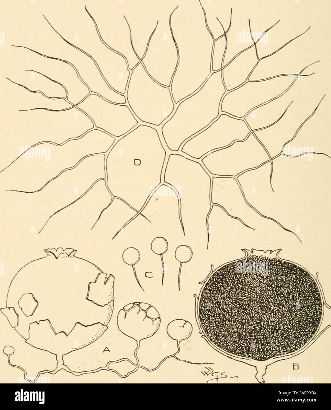 . Synopsis of the British Basidiomycetes ; a descriptive catalogue of the drawings and specimens in the Department of botany, British museum. with alarger diam. of 5 ft. 4 in. and a lesser of 4 ft. 6 in., height 9^ in. 2076. L. furfuraeeum Schaeff. (from the branny or scurfy peridium ;furfur, bran) a b c. Pe. subglobose, passing into a short, stout stem, flaccid above,floccose, white then pale olive-yellowish, base white. Cap.and Spores olivaceous. Sterile base spongy-cellular, white.Fields, fallow ground, old walls, about stumps. Sept. i|x ig in. 476 LYCOPERDACEjE Ly coper don 2011. L. Cookei Stock Photo