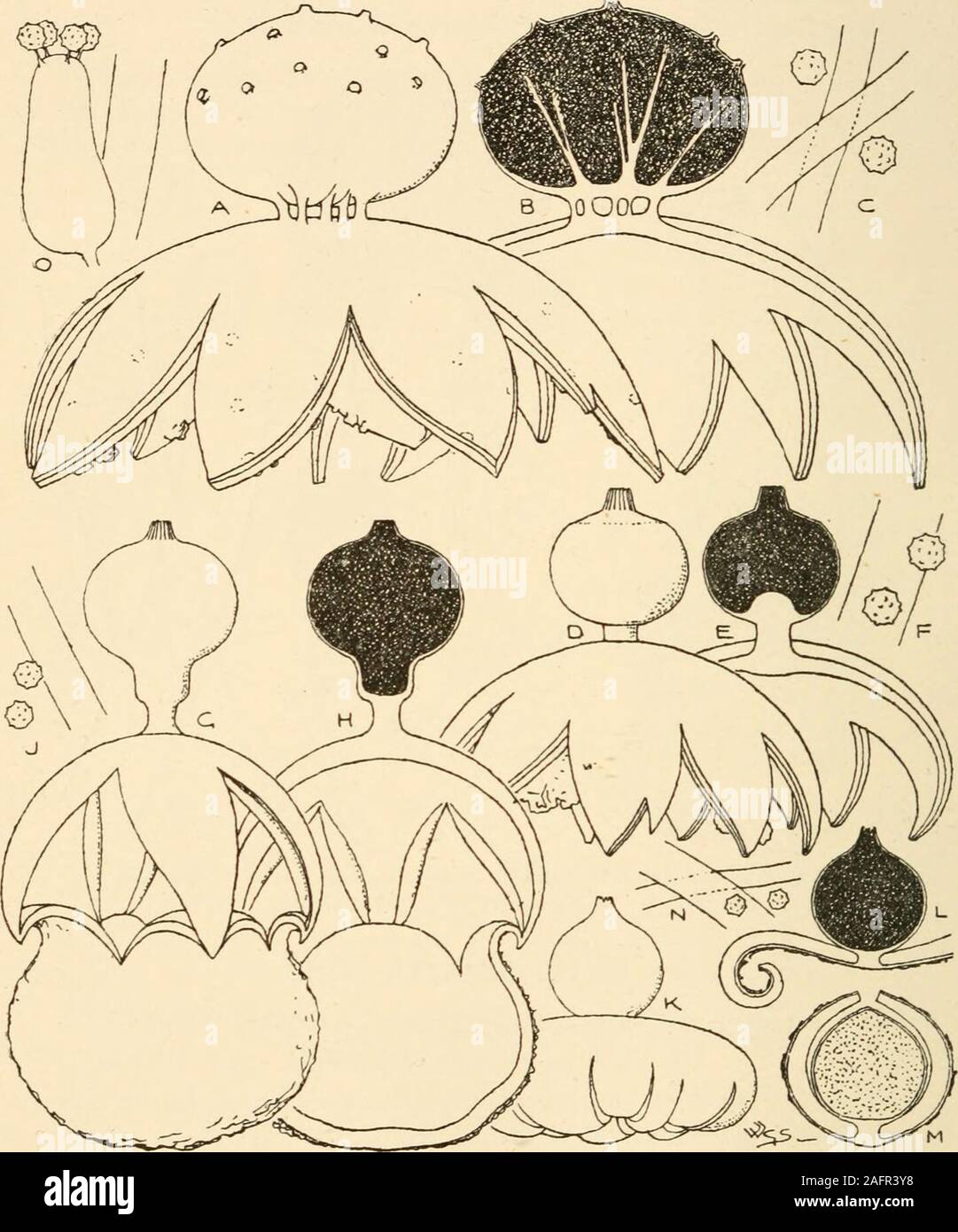 . Synopsis of the British Basidiomycetes ; a descriptive catalogue of the drawings and specimens in the Department of botany, British museum. Fig. 129.—Queletia niirabilis Fr. One-half natural size. A, entire plant.B, section, c, threads of capillitium and sports. X 750. CXIV. GEASTER Mich. (From the star-like appearance of mature plants;Gr. ge, the earth, aster, a star.) Peridium at first continuous, consisting of three layers, the twooutermost—exoperidium—splitting from the apex in a stellatemanner, the inner layer—endoperidium—sessile or pedicellate, fur-nished at the apex with one orifice, Stock Photo