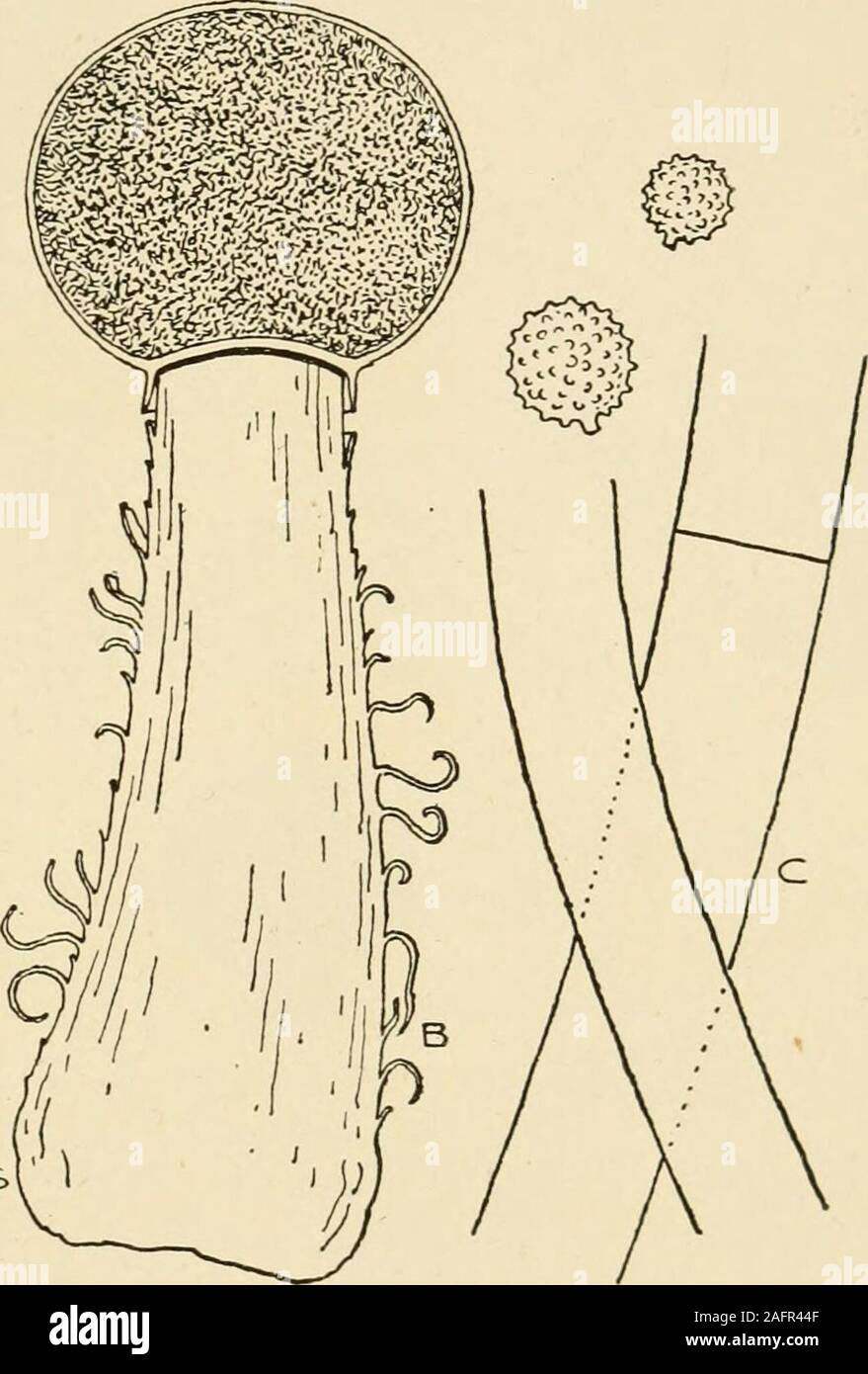 . Synopsis of the British Basidiomycetes ; a descriptive catalogue of the drawings and specimens in the Department of botany, British museum. Fig. 129.—Queletia niirabilis Fr. One-half natural size. A, entire plant.B, section, c, threads of capillitium and sports. X 750. CXIV. GEASTER Mich. (From the star-like appearance of mature plants;Gr. ge, the earth, aster, a star.) Peridium at first continuous, consisting of three layers, the twooutermost—exoperidium—splitting from the apex in a stellatemanner, the inner layer—endoperidium—sessile or pedicellate, fur-nished at the apex with one orifice, Stock Photo