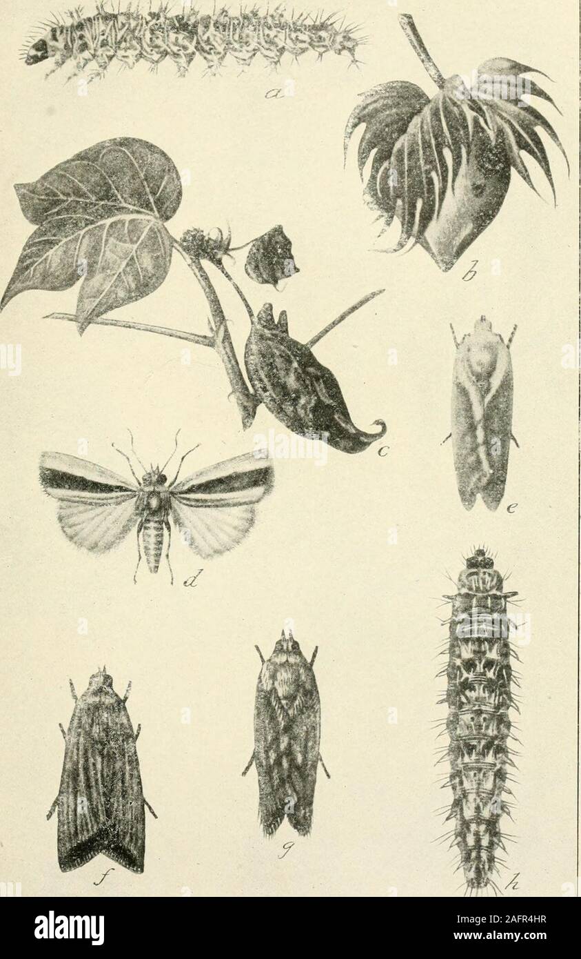 . A manual of dangerous insects likely to be introduced in the United States through importations. upa; e, cocoon. (Maxwell-Lefroy.) Distribution: India, Africa, Hawaii, New Caledonia,the Laguna District, State of Coahuila, Mexico.Maxwell-Lefroy, H. F. Indian Insect Pests, pp. 93-9().Maxwell-Lefroy. H. F. The Insect Pests of Cotton in India, Agricultural Journal of India, vol. 1, pp. 49-62.Basu, S. K., and Dutt, H. L. Crop Pest Handbook for Behar and Orissa, 1913, Dept. Agr. Behar and Orissa, Calcutta, Leaflet 44, pi. 31. Pyroderces simplex Walsingham.(The Little Bollworm. Gelechiidae; Lepidop Stock Photo