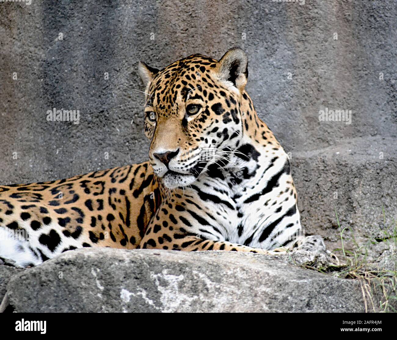 Leopard   Smiling Stock Photo