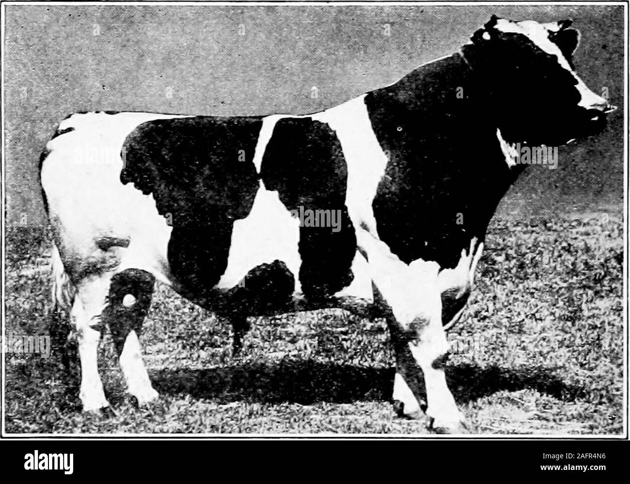 . Western agriculture. ; ? -? .- &lt;fc , b a, ?-, -,, ?;.*? i||  Figure 121.—A pure-bred Jersey cow—1a prize winner. through large milk wells, thus showing a large blood supplyto the udder. If a cow has more than one milk well on aside, so much the better. Quality, desired in the dairy cow as in all other classes ofanimals, is shown in about the same way; namely, thin pli-able skin, fine, silky hair; and fine, dense bone and horn.These characteristics are important. Dairy Bulls. In dairy bulls the same general dairy typeis demanded as in dairy cows except that the bull must showpronounced ma Stock Photo