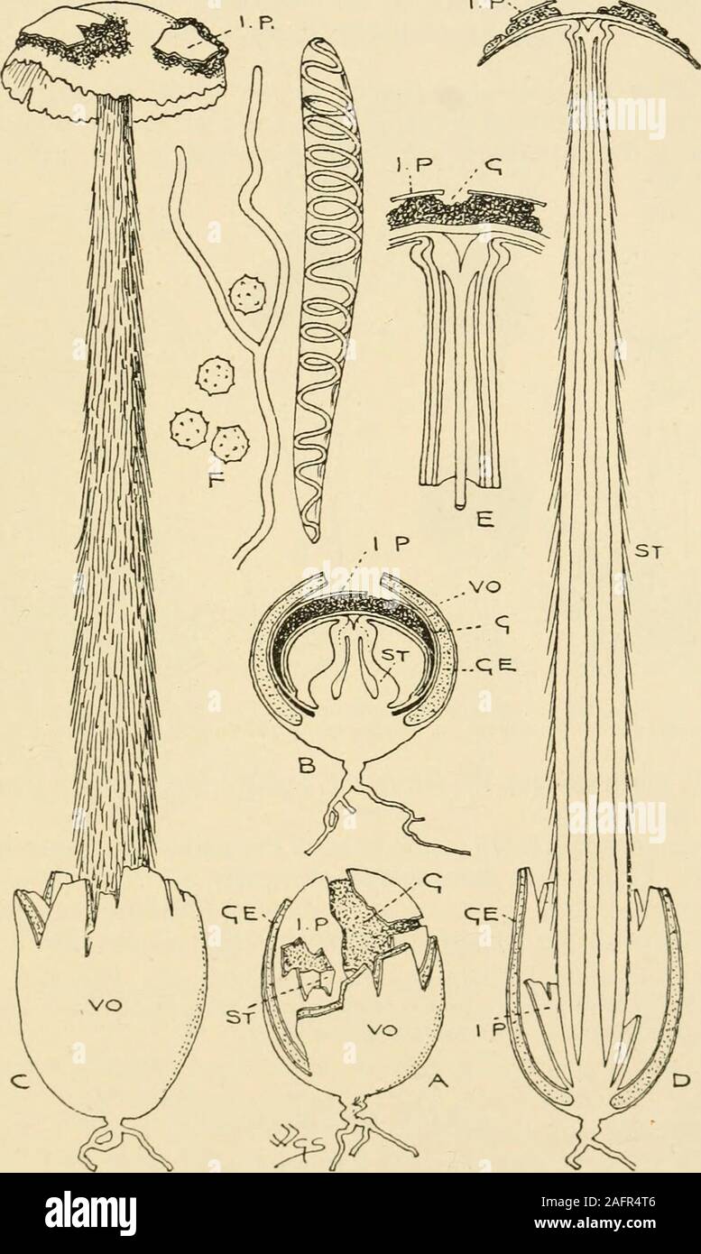 . Synopsis of the British Basidiomycetes ; a descriptive catalogue of the drawings and specimens in the Department of botany, British museum. ster. Exoperidium breaking up in the form of warts or spines. Base sterile 115 Lycoperdon. Exoperidium flaking off in patches. Sterile base absent ... 116 Bovista. CXI. BATTARREA Pers.(After Antonio Battarra.) Volvo, universal, central stratum gelatinous. Peridium verticallycompressed, pileus-like, bursting through the volva and at lengthraised on a tall stem. (Fig. 127.) 2046. B. phalloides Pers. (from a fancied resemblance to Ithy-phallus ; Gr. eidos, Stock Photo