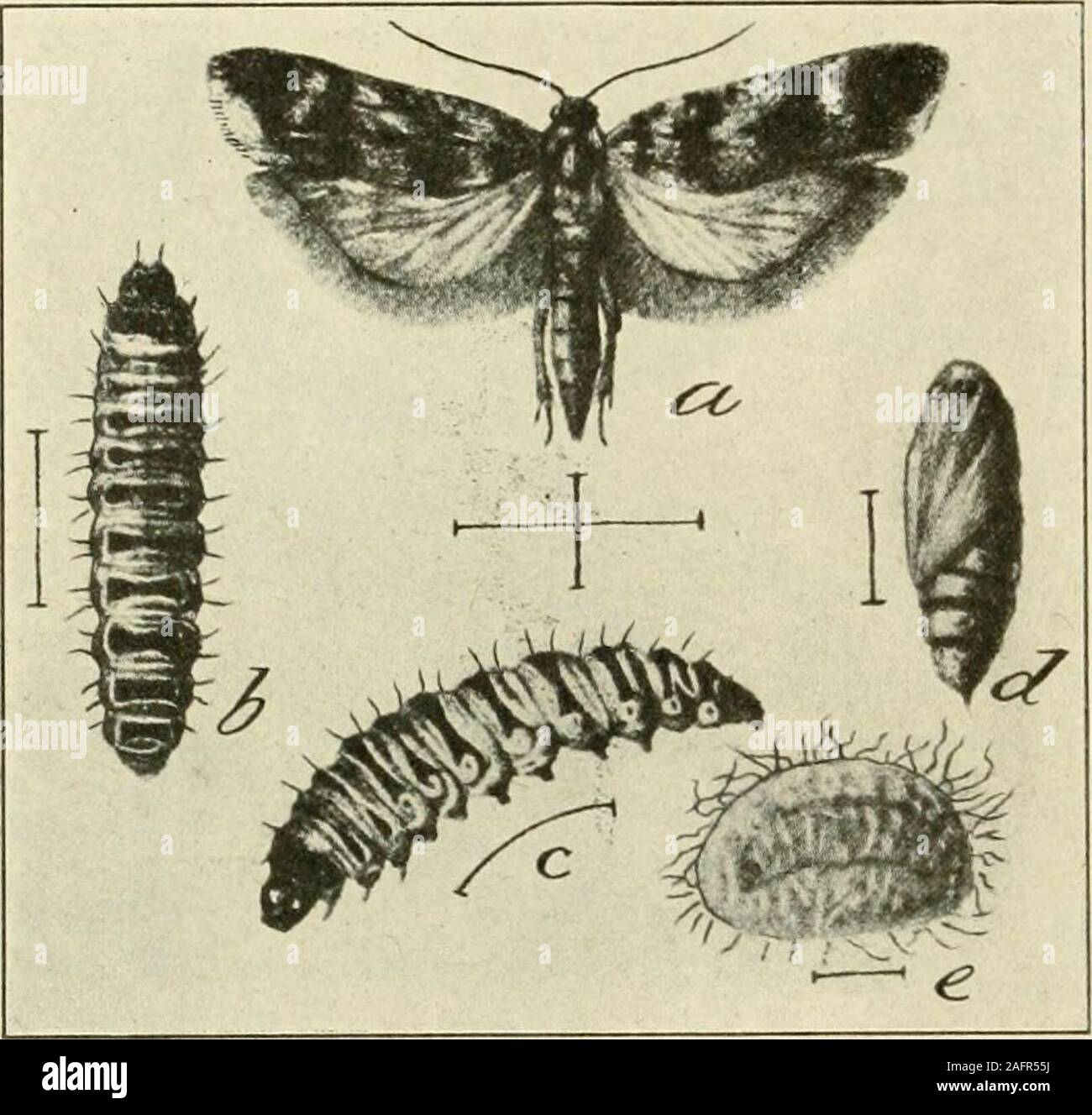 . A manual of dangerous insects likely to be introduced in the United States through importations. ion: India, Siam, Burma, Australia, Africa, Cyprus.Zacher, Friedrich. Arbeit. Kaiserlich. Biolog. Anst. f. Land- u. Forstwirtschaft band 9, heft 1, 1913. pp. 175-179, figs. 35-39. Pectiiiophora gossypieila Saunders (Gelechia).(The Pink BoUworm. Gelechiidae; Lepidoptera.) Host: Cotton. Injury: Breeds in the bolls, especially in the seed. Liable to be imported in cottonseed. Live specimens have been taken in quarantine in the United States. Some of these were in stray seeds inbaled cotton. Descript Stock Photo