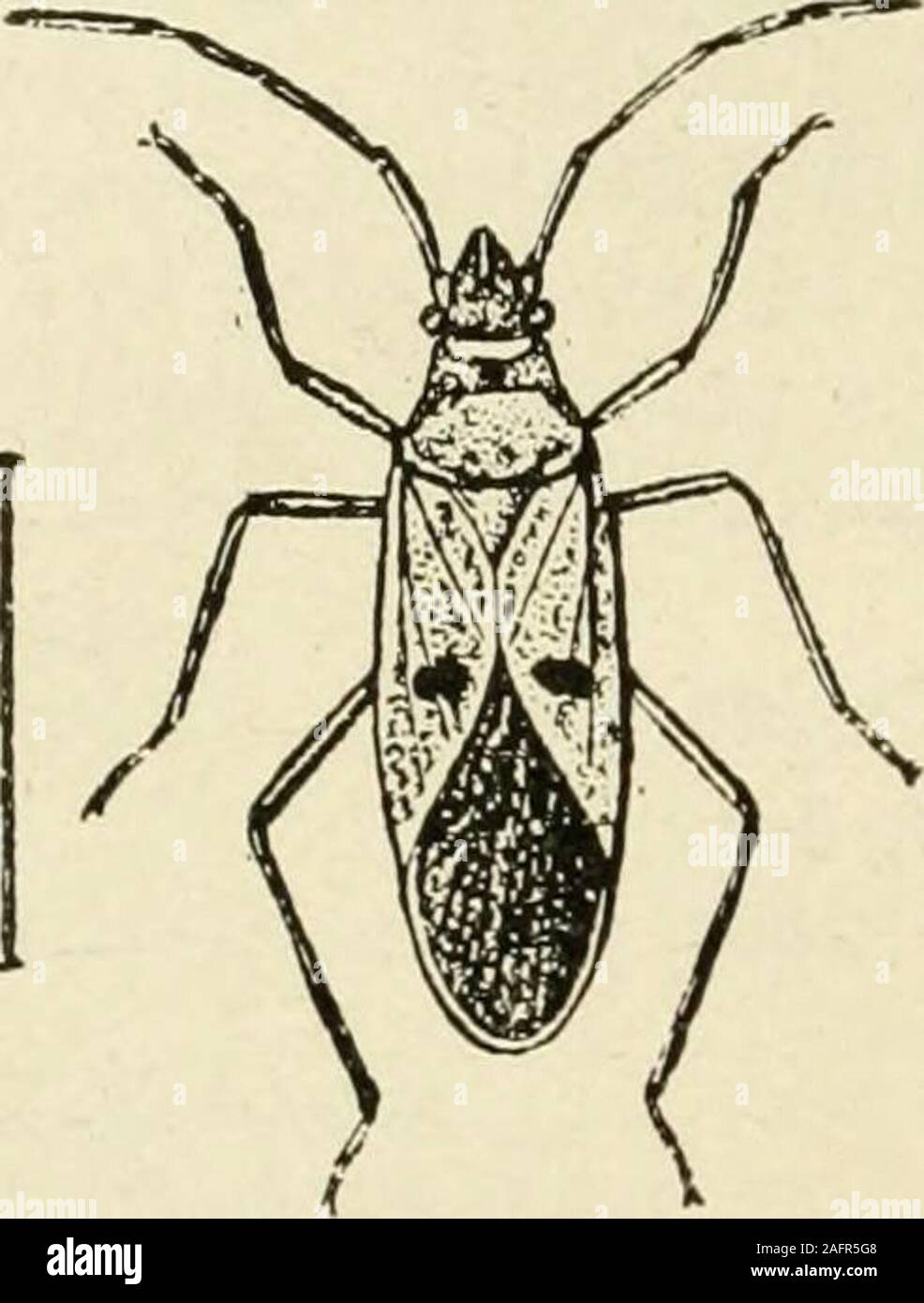 . A manual of dangerous insects likely to be introduced in the United States through importations. a 6-7 mm. long, shining yellowish white. Distribution: Europe.Sorauer, p. Handbuch der Pflanzenkrankheiten, 3d ed., 1913, vol. 3, p. 411.b. important corn pests.hemiptera. Cereopidse. Tomaspis varia Fabrici«3. T. postica Walker, T. lepidior Font.; South America. (See Sugar cane.) coleoptera. Elateridse. Agriotfs lintatus Linnaeus. (See Tobacco.) Chrysomelldae. Diabrotica graminea Ballou; Porto Rico; adults very injurious to flowers. Brachyrhinidae. Diaprepes abbreviatus Linnaeus; West Indies. (Se Stock Photo