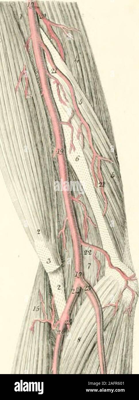 . Plates of the arteries of the human body. the fingers, there is usually another interossealartery, either a branch, or a separate trunk between the sub-limis and the flexor longus poUicis. 5, G. Arteria magna pollicis. 7. Dorsal digito-radial artery of the thumb. 8. Anterior digito-radial artery of the thumb. 9. Anterior digito-ulnar artery of the thumb. 10. Anterior digito-radial artery of the finger. fore- 11. 11. Digital artery, which divides into, 12. The anterior digito-ulnar artery of the fore- finger, and, 13. Anterior digito-radial artery of the middle- finger. 14. 14, 14. Ulnar arte Stock Photo