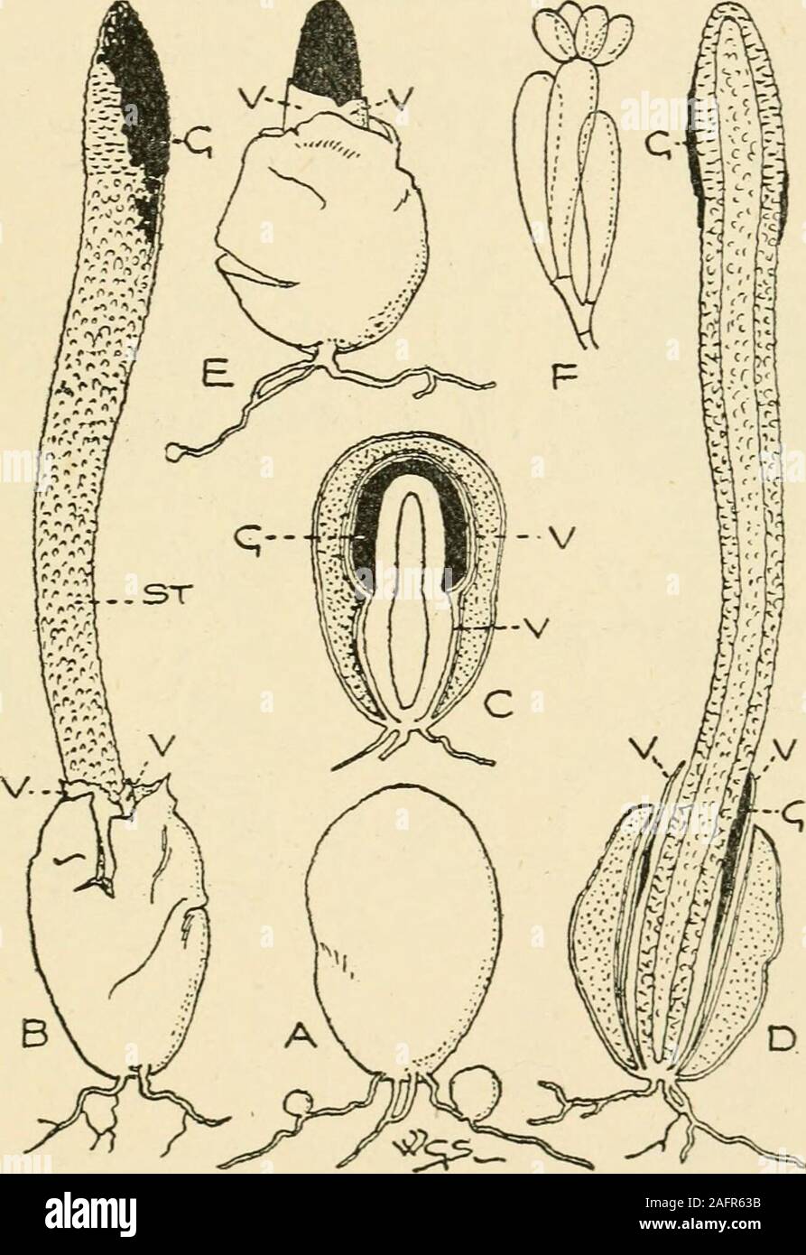 . Synopsis of the British Basidiomycetes ; a descriptive catalogue of the drawings and specimens in the Department of botany, British museum. Fig. 123.—Ithyphallus impudicus Fisch. Two-thirds natural size.a, young plant, b, section of ditto, showing veil at v. c, ditto,  showing pileus emergingfrom voU-a, veil at v. d, mature plant, remains of veil at v. e, section of ditto, f, basidiumand spores, X 1000. g, gleba ; st, stem or receptacle. Mutinus PHALLOIDACEiE 461 CVIII. MUTINUS Fr. (An appellation of Priapus.) Pileus adnate to the hollow, perforate or imperforate spongy-stem, at first immers Stock Photo