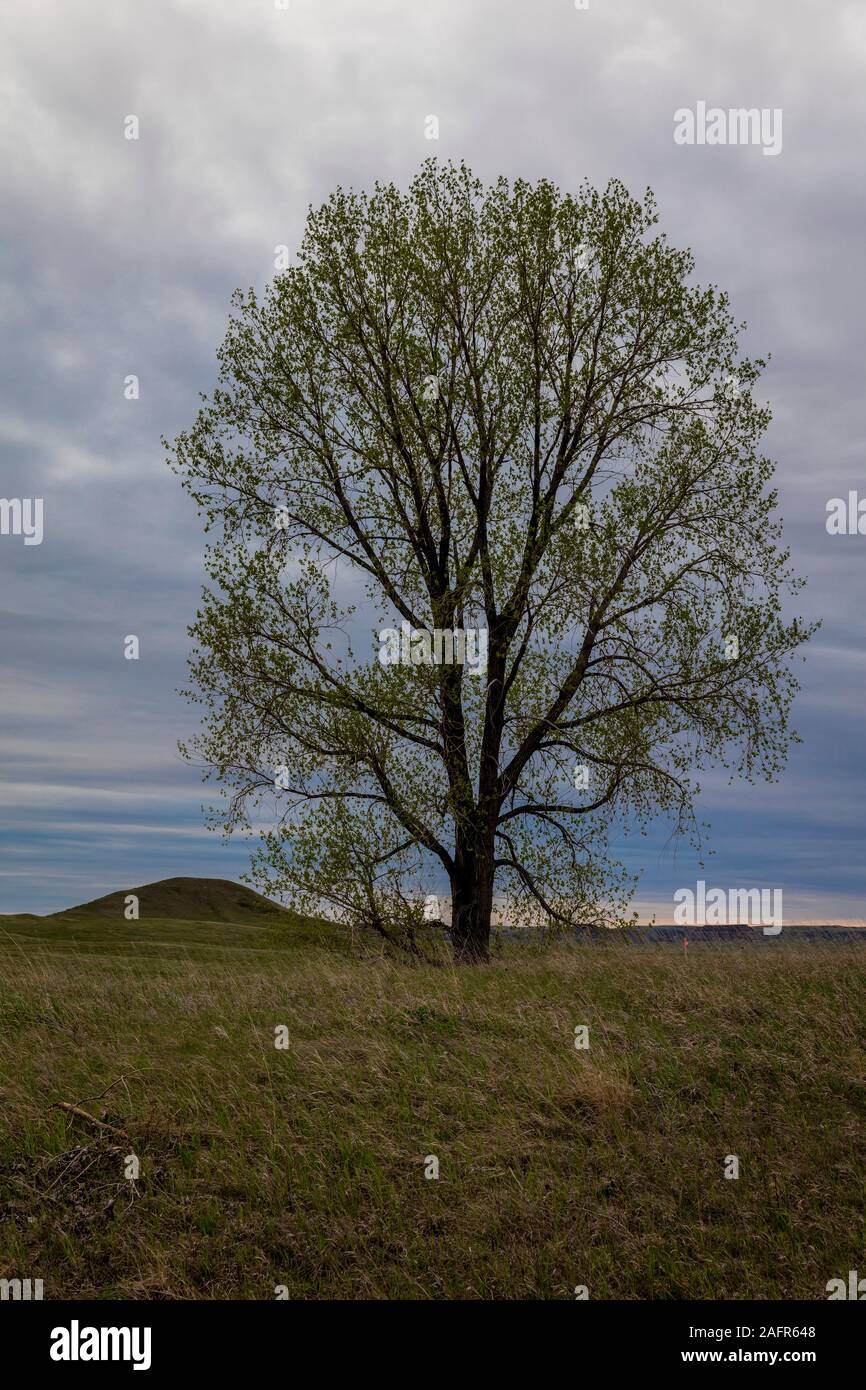 MAY 19,2019 STANDING ROCK RESERVATION N DAKOTA Lone tree and Indian