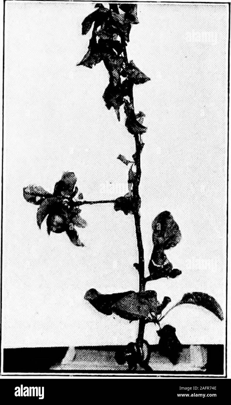 . Western agriculture. indefinite, orraised and blistered, with or withoutooze of reddish brown drops issuing fromthe lenticels. When the canker is nolonger active, it has a definite margin.It is then separated from the healthytissue by a crack. These cankers formabout the base of a blighted shoot orspur. They are the means by whichthe disease is carried over winter. Blos-som blight is evidenced by sudden wilt-ing and blackening of the young fruit shortly after the petalsfall. Then follows wilting and blackening of the youngleaves of the spur. This formof blight is disseminated byinsects or ot Stock Photo