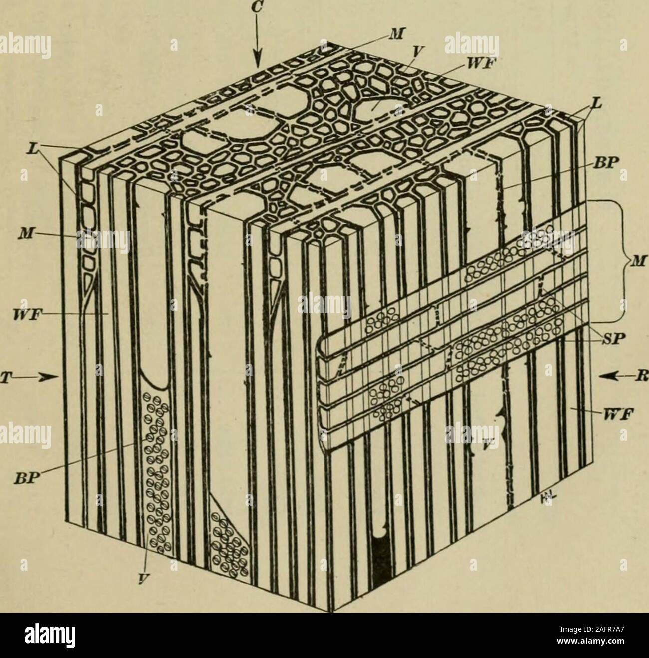 The Manufacture Of Pulp And Paper A Textbook Of Modern Pulp And Paper Mill Practice Fig 13 Photomicrograph Of Block Of Red Oak Wood X Prepared By The Forest Products Laboratories