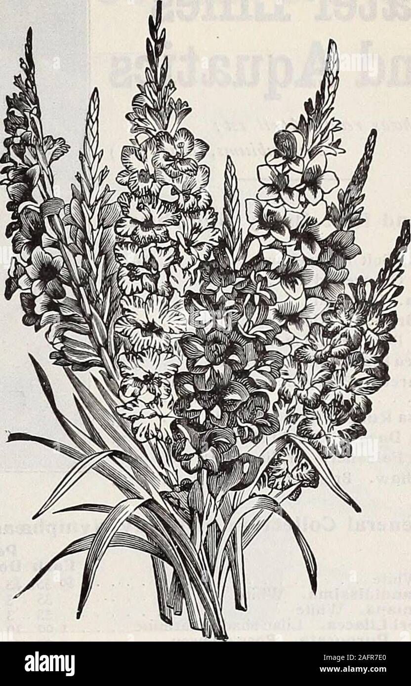 . Dreer's wholesale price list : seeds for florists plants for florists bulbs for florists vegetable seeds, fungicides, fertilizers, insecticides implements, sundries, etc. MIXED GLADIOLUS -^r^Trrpf EXCELSIOR PEARL TUBEROSE Caiidicans. (Cape Hya Hyacinthus. cinth.) Ismene. Per doz. . |o 30 Per 100 |2 00 8 to 9 in . 9 to II in .II to 13 in ,Album, Roseum, Melpomene (Tiger Lily)Flore Plena Liliums. ? . I 25 • ? I 75. I 25 I 75 ? • 75. I 25 I 00. 40 • • i° 8 00 Speciosum Tigrlnum Strong rootBiflora 8 to 9 in. circum. 9 to II in. • ? 8 to 9 in. 9 to II in. , 8 to 9 in. (Double Tiger Lily) . Madeir Stock Photo