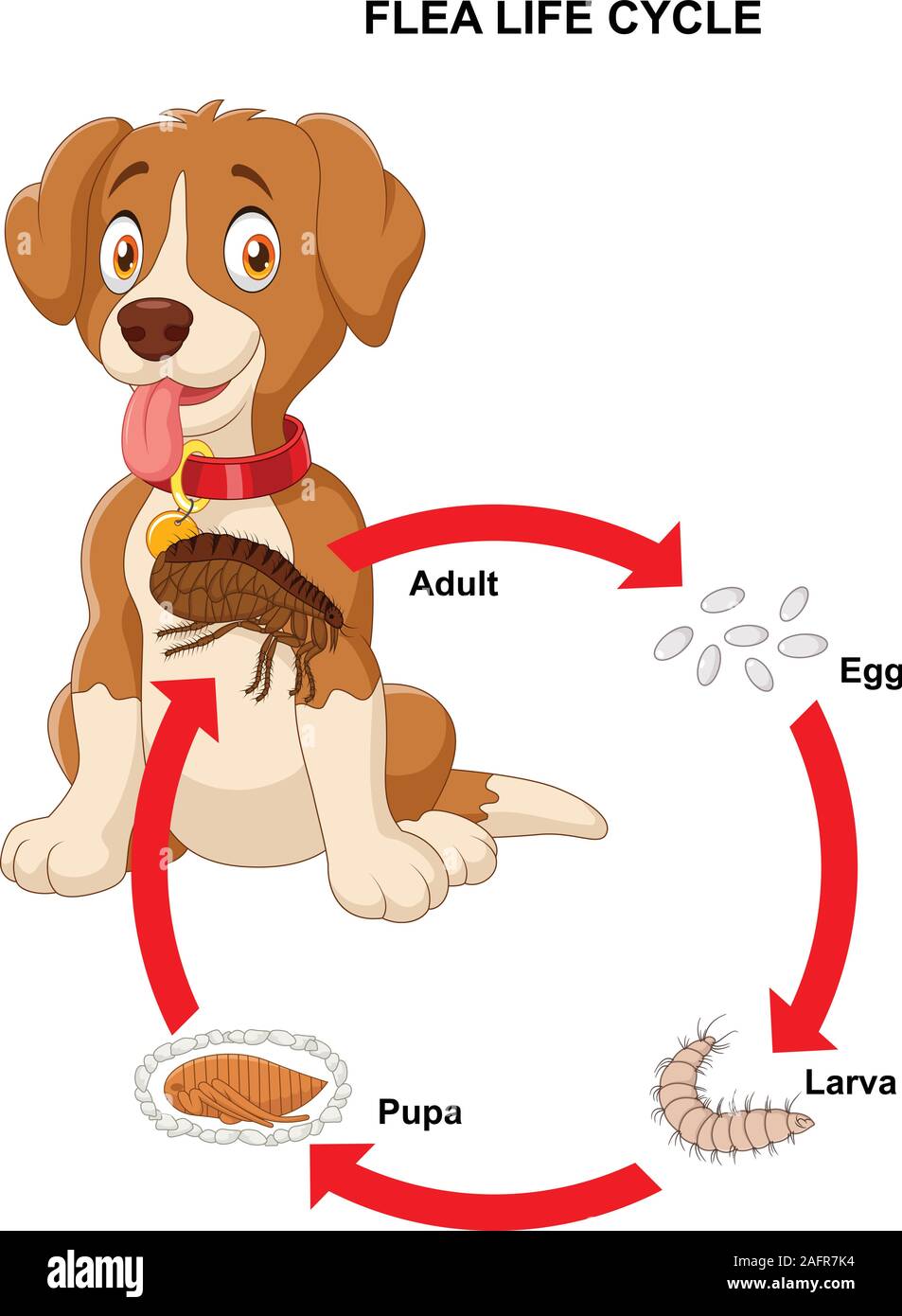 Life cycle of flea Stock Vector Image & Art Alamy