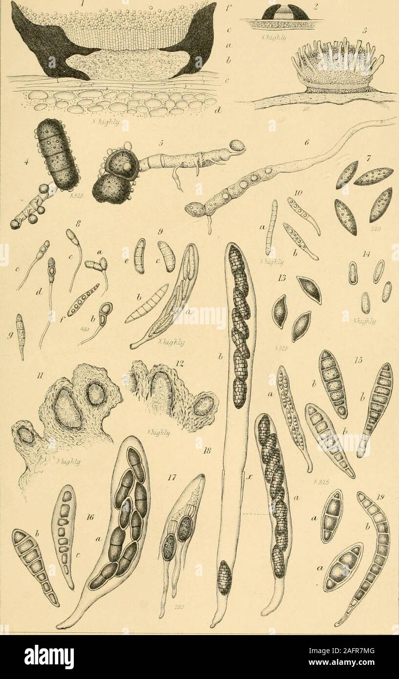 . Quarterly journal of microscopical science. nted out in the text.7.—Spores of Mucorfusiger, Lk. x 220.8.—Fruit of Patellaria clavispora, B. and Br.; a—e, stylospores;yaud^, sporidia. x 325, except b, which is x 450.9.—Patellaria atrata, Fr.; a, ascus, with unripe sporidia; b, c, d, ripesporidia.10.—Stylospores of Patellaria atrata., Fr. 11, 12.—Vertical sections of pycnidia of Cenangiuni Cerosi. x highly.13.—Sporidia of Spharia Zobelii, Tul. 14.—Stylospores of Spharia Tiliaginea, Currey. x highly. ^ 15.—Fruit of &gt;S^A«/7a ciliaris. Sow.; a, ascus, with sporidia; b, secondary iVuit.IT).—Sph Stock Photo