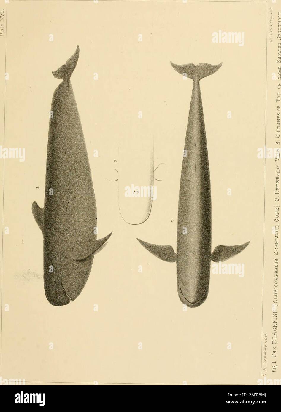 . The marine mammals of the north-western coast of North America, described and illustrated; together with an account of the American whale-fishery. a smell, nor prove of such a fattexture. One thing, however, is very remark-able, that a resemblance to the smell of thisdrug, which is the most agreeable of all theperfumes, should be produced by a preparationof one of the most odious of all substances.Mr. Homberg found that a vessel in which hehad made a long digestion of human faeces, ac-quired a very strong and perfect smell of am-bergris, insomuch that any one would havethought that a great q Stock Photo