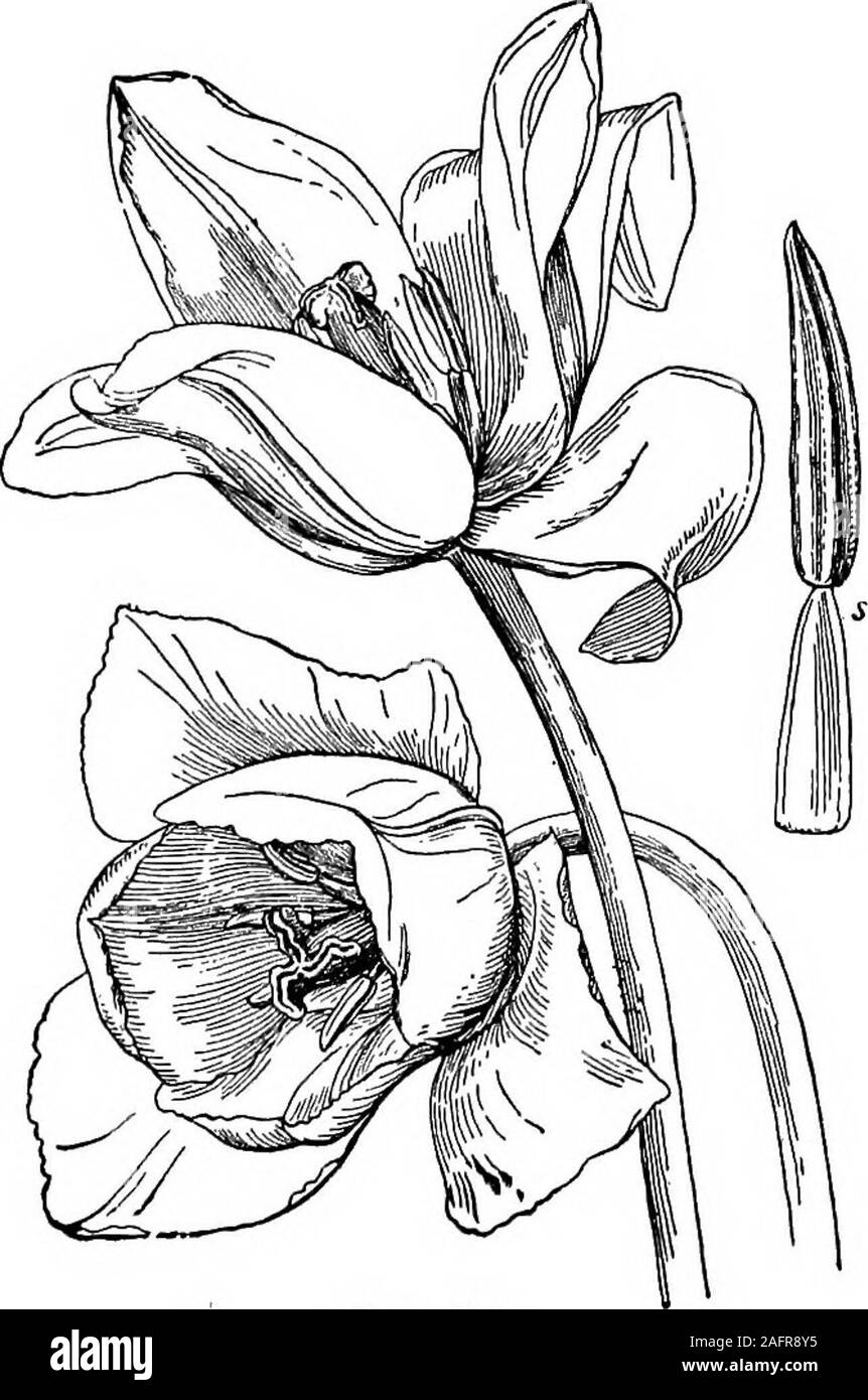 . Lessons with plants. Suggestions for seeing and interpreting some of the common forms of vegetation. tulip(Fig. 138), and willows are composed of asingle straight column. The mustard and wil-low have a distinct style, but the hepatica andtulip differ in having none. That is, the stigmais often sessile on the ovary, from which we 140 LJESSONS WITS PLANTS conclude that while the ovary and stigma areessential to a pistil, the style is not. 154. In all the flowers which we have so far examined the styleis single; that is,there is only onestraight style on eachovary. In the apple,however (Fig. 13 Stock Photo