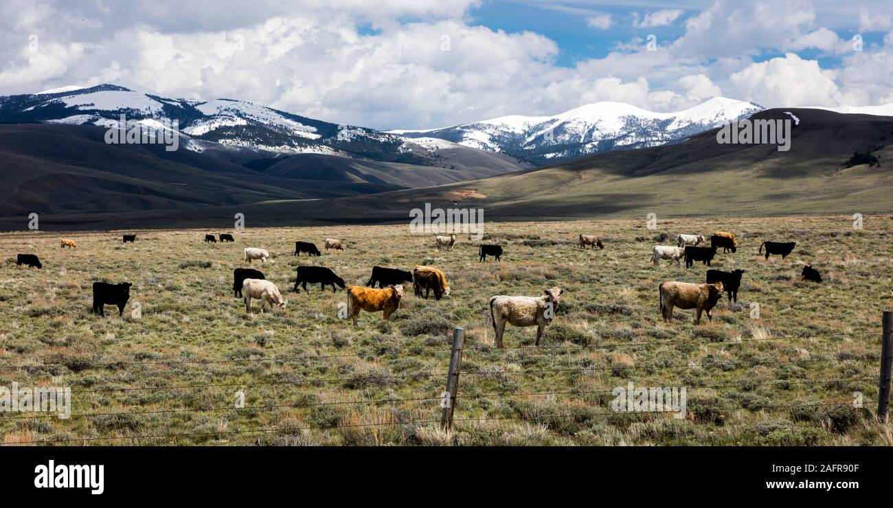 MAY 24 2019, LEMHI PASS, MONTANA, USA - Cattle grazing going up Lemhi Pass, Montana Stock Photo