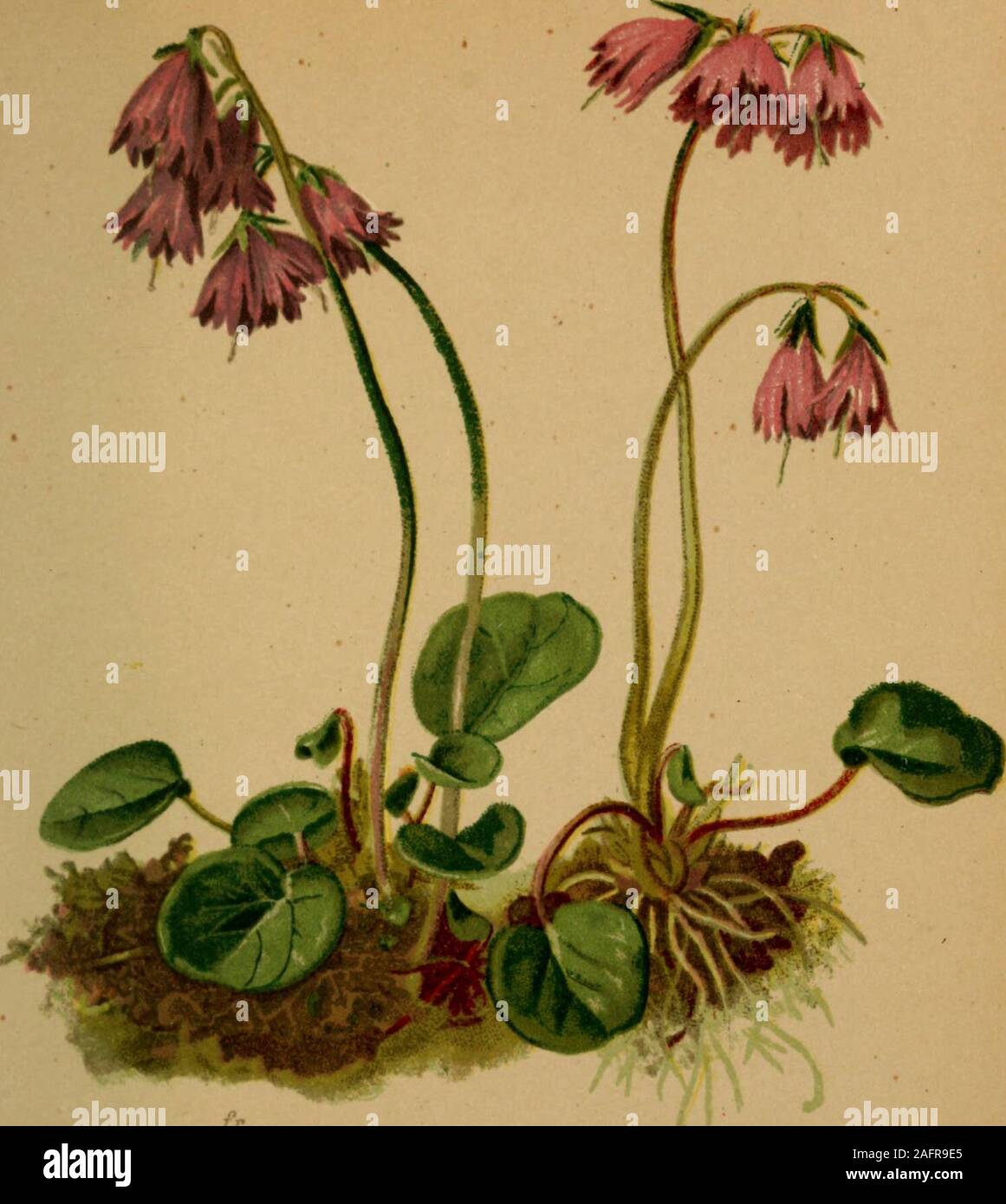 Cortusa Matthioli High Resolution Stock Photography and Images - Alamy