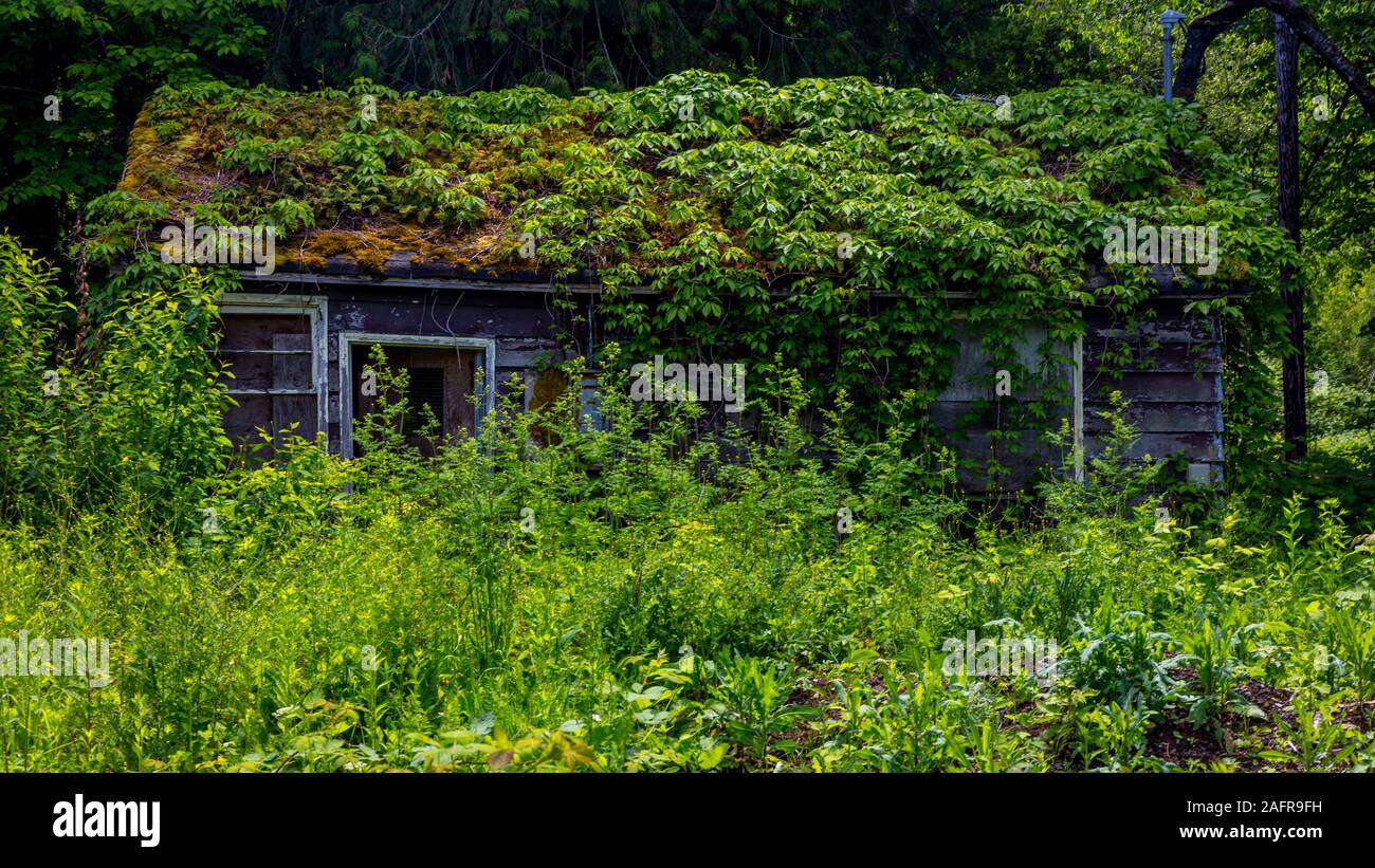 MAY 26, 2019, Columbia River Gorge, Oregon, USA - Deserted home with Ivy growing over it on Columbia River Gorge, Oregon Stock Photo