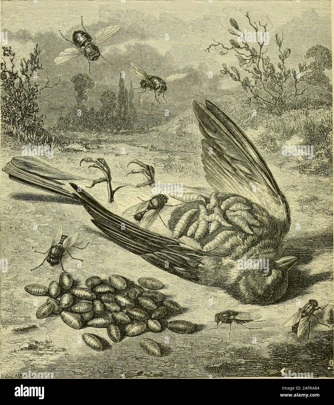 Metamorphose Insects . The transformations (or metamorphoses) of insects (Insecta, Myriapoda ...