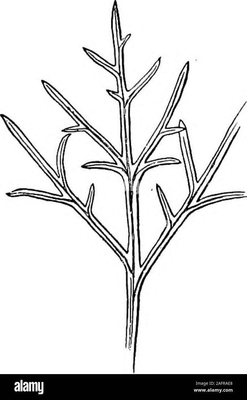 . Lessons with plants. Suggestions for seeing and interpreting some of the common forms of vegetation. Fig. 129.Leaf of common marguerite. Fig. 130.Leaf of blue-leaved marguerite. present forms are ? Or, similar types or directionsof variation suggest community of origin. Suggestions.—Is there variation in the veiniug and serration, ordentation, of leaves on the same plant 1 How great may be the varia-tion in size ? Bo all the leaves on any plant mature at the sametime T Is there always the same number of leaflets in the same kindof compound leaves ? The pupil should examine the honey locustan Stock Photo
