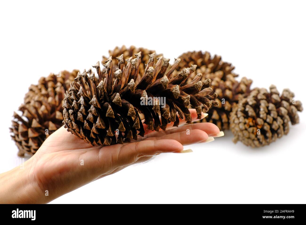a pine cone dry on white background Stock Photo