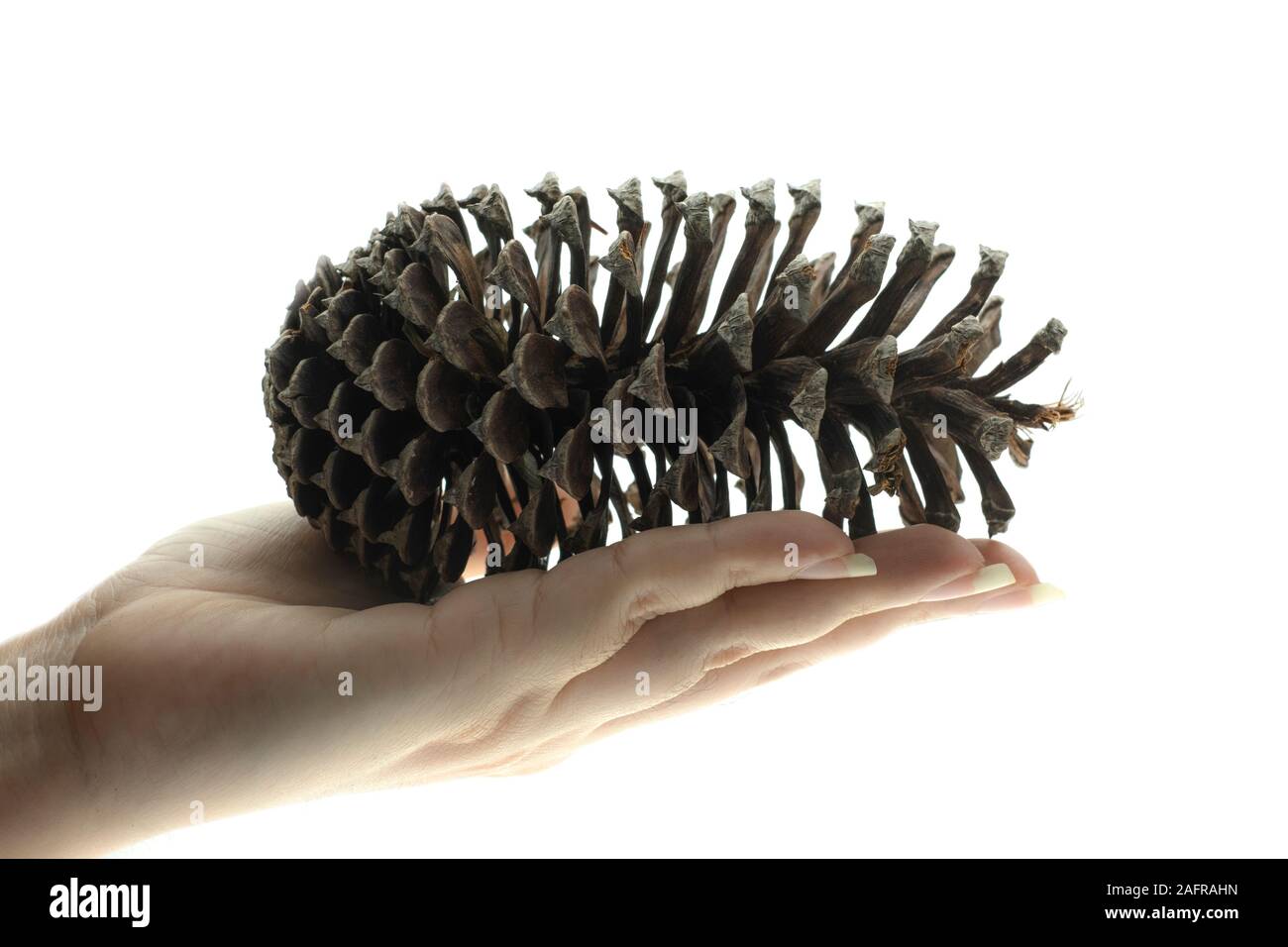 Hand holding a pine cone dry on white background Stock Photo
