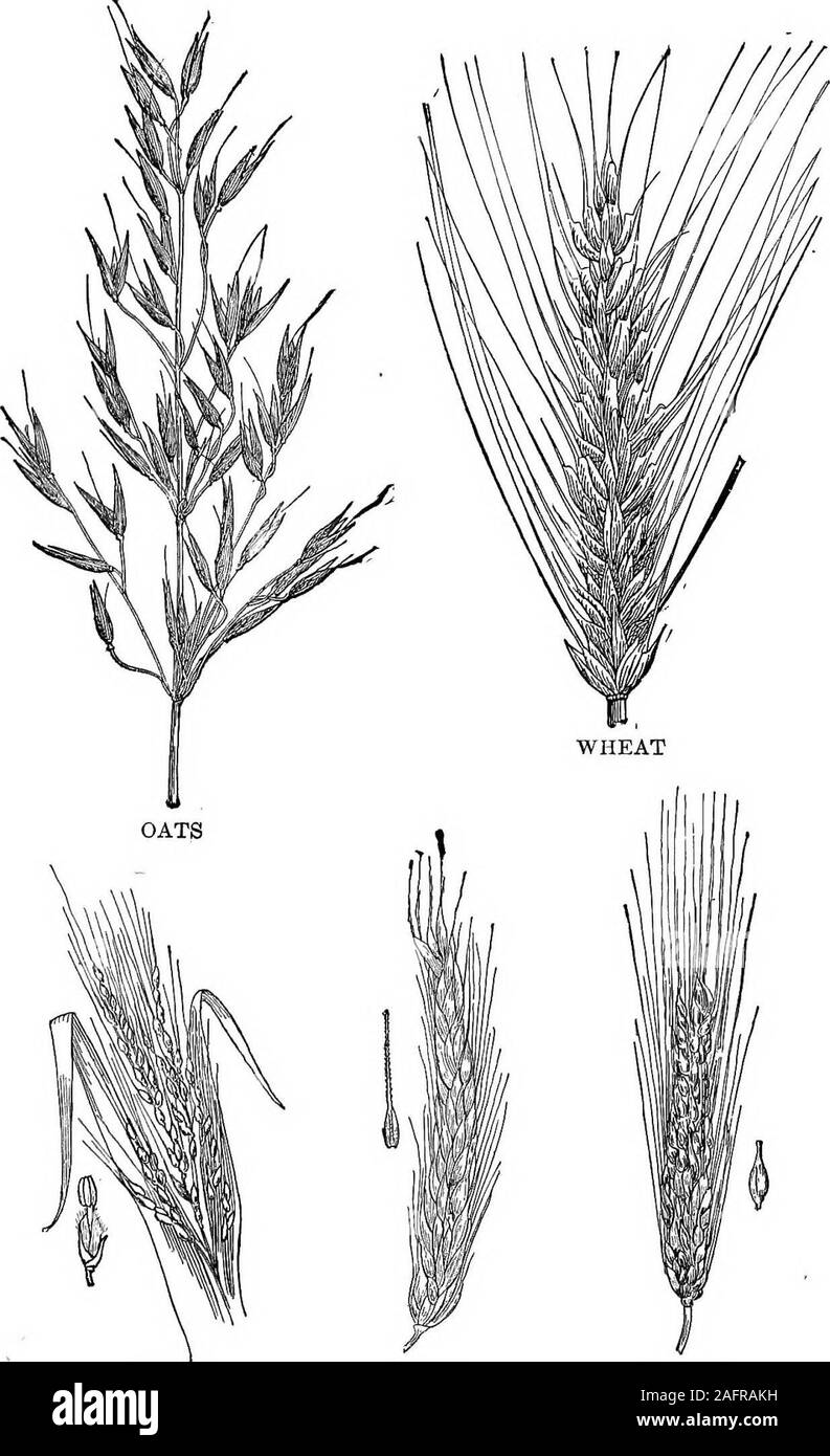 . Food; its composition and preparation; a textbook for classes in household science. heat in the formof breakfast foods are to be found on the market. Of theseFarina, Wheatena, and Cream of Wheat, in which the wheatkernels are finely ground, are very generally used. CrackedWheat, Pettijohn, Shredded Wheat, and Puffed Wheat, are allwell-known preparations. 47. Oats.—From Table III, in which is given the com-position of cereals, it will be seen that oats are rich in pro-tein, fat, and mineral matter. They contain also a goodpercentage of carbohydrate. Oats are probably the mostnutritious of all Stock Photo