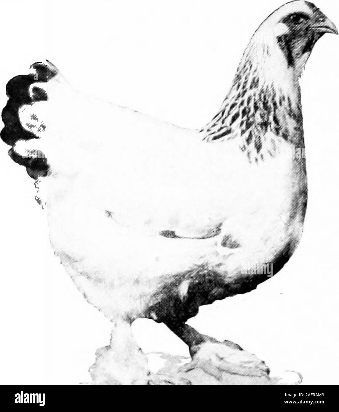 . Poultry for the farm and home. One of the representatives of thePurdue Barred Plymouth Rock flock.In the egg-laying contests the recordsmade by the general-purpose breedscompare favorably with the recordsmade by the egg breeds. prefer white eggs for table use. U. R. Fishel of Hope, Indiana, owns this attractive flock ofWhite Wyandottes. 67 MEAT BREEDS The meat breeds originated in Asia. Ttie Brahmas, Cochinsand Langshans are the chief members of this class. They are noted fortheir unusual size andgentle disposition, theymove slowly and are poorforagers. They maturelate and are persistentbroo Stock Photo