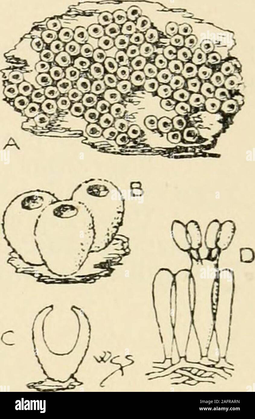 . Synopsis of the British Basidiomycetes ; a descriptive catalogue of the drawings and specimens in the Department of botany, British museum. in. 1919. C. fraxinieola B. & Br. (from its habitat, bark of ash, Fraxinus ; eolo, to inhabit) a b c.Orbicular, shortly villous, white. Hym. light yellow, becoming fuscous. Spores pale olive.Proliferous. Dec.-Feb. Minute to -£$ in. 1920. C. museieola Fr. (from its growing on mosses; vmscus, moss, colo, to inhabit) a b.Membranous, subsessile, cupulate, nodding, externally slightly fibrilloso- striate; marg. slightly downy, repand, torn. Hym. even, whitish Stock Photo