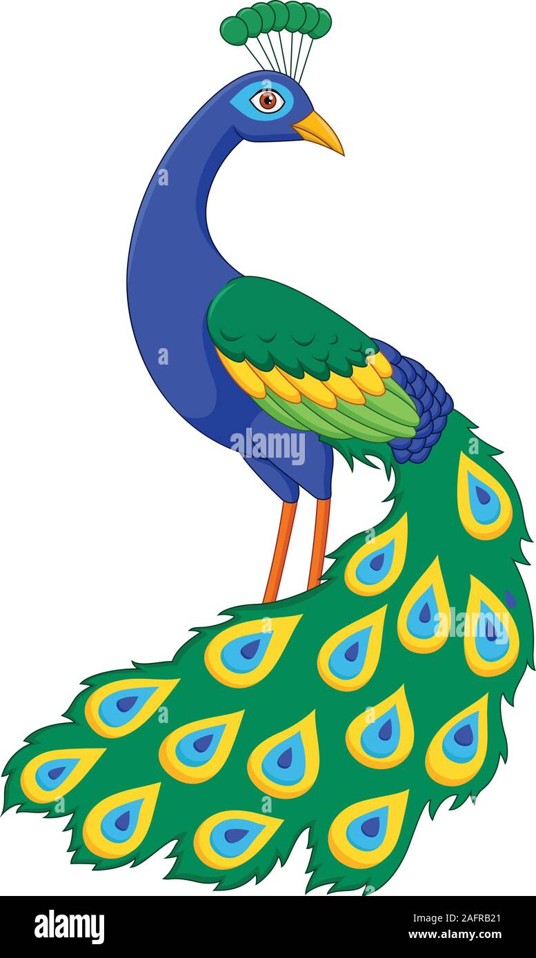 Cartoon Funny Peacock Stock Vector Image Art Alamy Cartoon Funny Peacock Stock Vector Image Art Alamy
