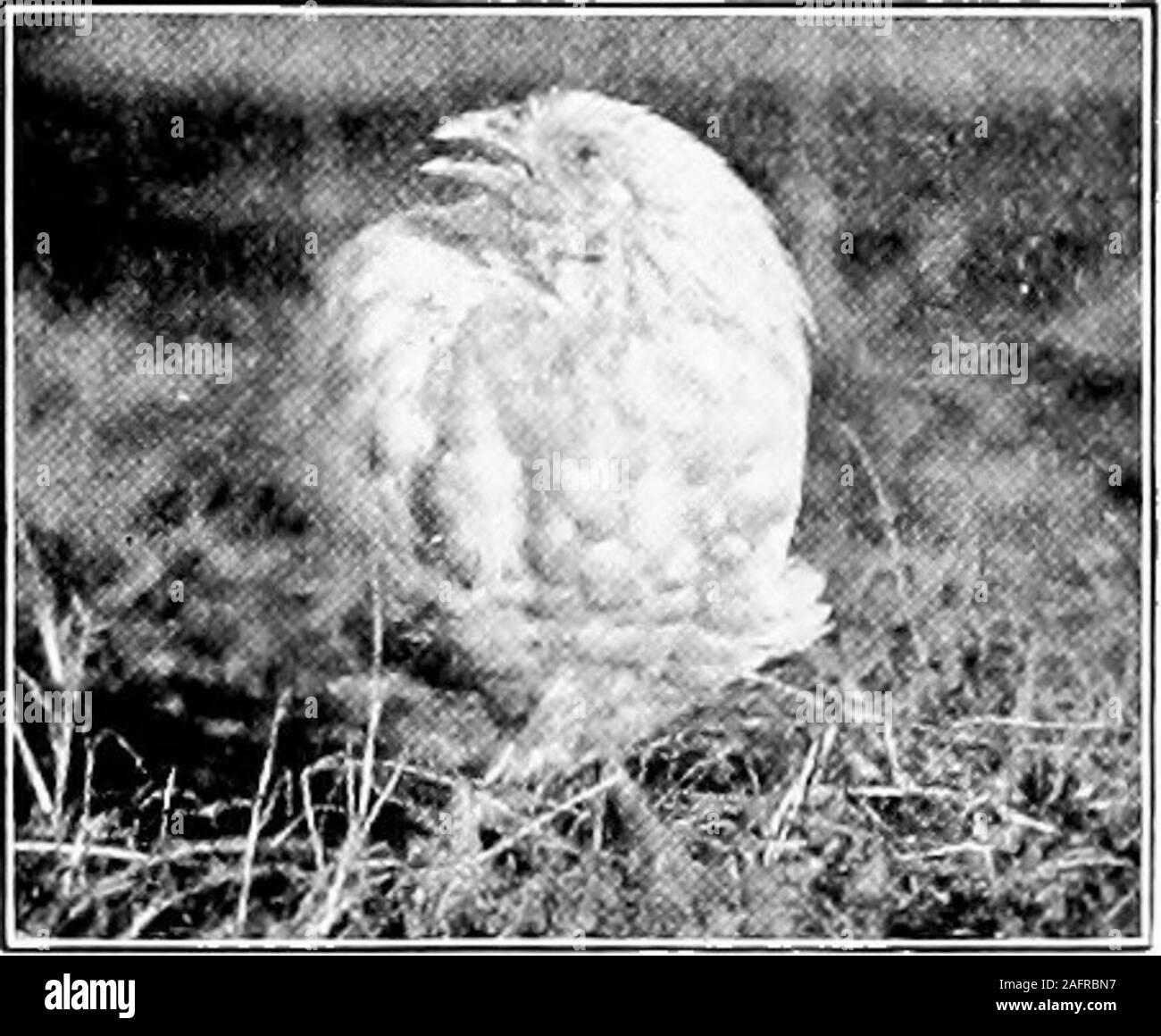 . Poultry for the farm and home. Canker. This is a sore throat similar to diphtheria. Removea sick hen at once. Sulphur sprinkled in the mouth and throat is the best treatment. Limber Neck. Eating decayedanimal matter causes this. Find thedecayed caicass and bury or burn it.Sometimes castor oil will cme. Frozen Combs. Put snow or coldwater to the combs before they thaw.After thawing apply vaseline for sev-eral days.. Courtesy And. Jixp. bLuiiou Canker or chick diph-theria. The owner let thischick mope around untilit infected the entire flock. Crop Bound. This is a partialparalysis of the crop Stock Photo