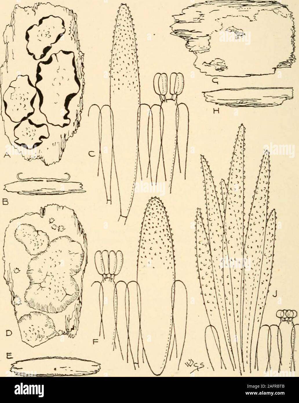 . Synopsis of the British Basidiomycetes ; a descriptive catalogue of the drawings and specimens in the Department of botany, British museum. ound above the bark. LXXXVI. PENIOPHORA Cooke. (From the shuttle-like setae, metuloides, or modified cystidia borneon the hymenium ; Gr. penion, a shuttle,phero^ to bear.) Resupinate, effused, coriaceous or subcarnose. Hymenium, asseen under a pocket lens, setulose, cystidia projecting, fusiform,colourless, hyaline at first smooth then verruculose above withminute particles of oxalate of lime, which are derived from watercontaining this substance in solu Stock Photo