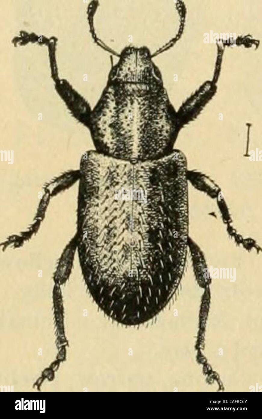 . A manual of dangerous insects likely to be introduced in the United States through importations. ANGEROUS INSECTS. Curculionidae. Orthorrhinus cylindrirostris Fabricius; Australia; bores in wood (French, Handbook Destr. Ins, Vic-toria, pt. 4, p. 82). Cratosomiis rcidi Kirby; Brazil; bores long tunnels in stems and trunks of orange. (Bol. Agric, ser. 15,pp. 1081-1092.) Diaprepcs abbreviatus Linnaeus; West Indies. (See Sugar cane.) LEPIDOPTERA.Pyralldae. Dichocrocis punctiferalis GufSnee; Queensland. (See Corn.) Papilionidse. Papilio idmus Fabricius; Brazil; feeds on foliage. DIPTERA.Trypetlda Stock Photo