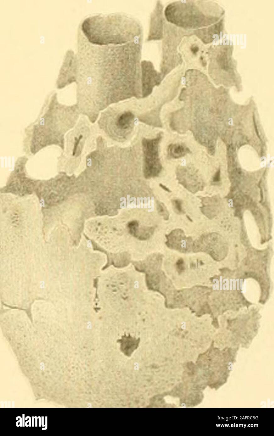 . Report on the scientific results of the voyage of H.M.S. Challenger during the years 1873-76 : under the command of Captain George S. Nares, R.N., F.R.S. and Captain Frank Turle Thomson, R.N.. v,^ ?#. Fig.1-6 AULOCYSTIS ZITTELII. W Marshall Fig 7, AULOCYSTIS G R AYl, J.S. Bowerbank. HexacUnellida Stock Photo